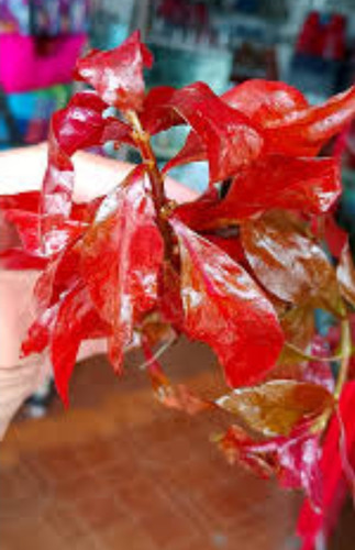 Ludwigia Red Skeleton, Musgo (Usado)