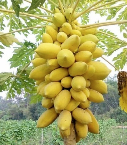 150 Semillas De Papaya Golden