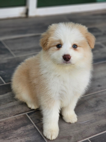 Border Collies Dorados