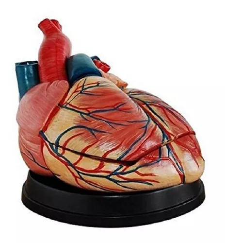 Corazon Humano Modelo Anatomico Desarmable Cardiologo Jumbo
