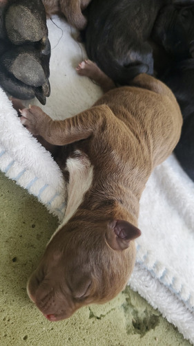 Venta De Perritos Pitbul Allí Están Las Fotos De Los Papas