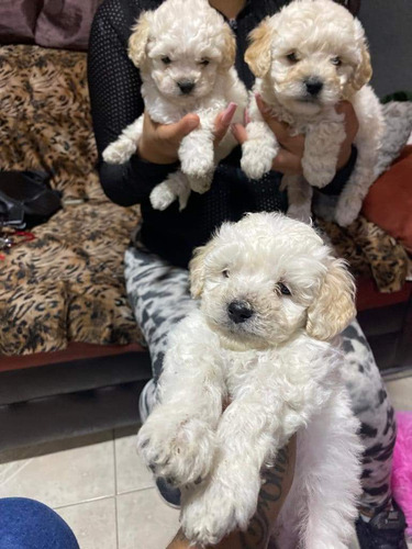 Cachorros French Poodle Tacita 