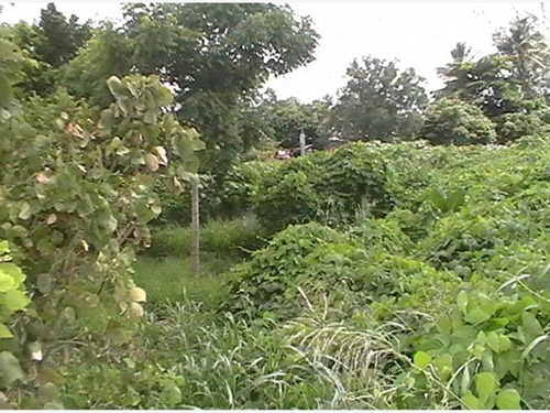 Imagen 3 de 10 de Terreno En Venta Infonavit Tenechaco