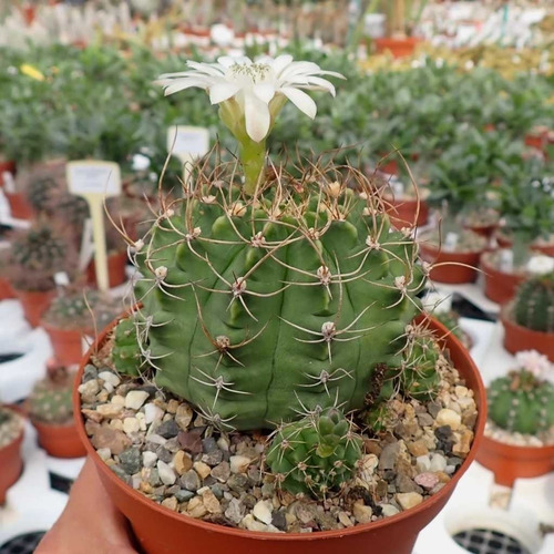 Semillas Cactus - Gymnocalycium Damsii