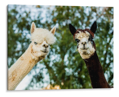 Canvas Lab Cuadro Alpaca Retrato Iii 100x75, Tyler Stockton