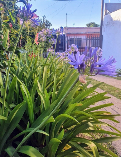 Agapanthus Agapanto Lirio Africano Azul Mediano Z/ Floresta | MercadoLibre