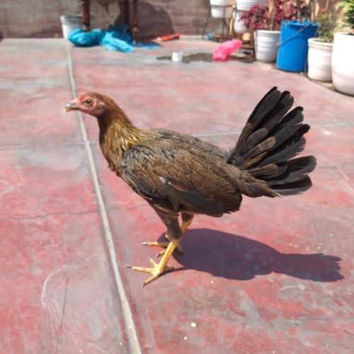 Gallina De Pelea