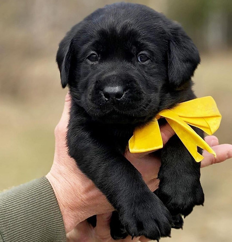Labrador Retriever Negro Dulce Brillo Ladriditoss