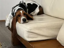 Comprar Últimos Cachorros Basset Hound