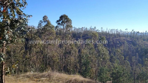 Pichilemu 1 Hectarea Vende Su Dueño Por Apuro