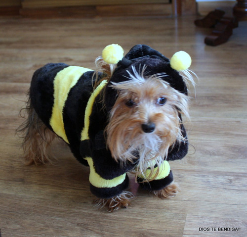 Poodle Pug Disfraz De Abeja Mascota M