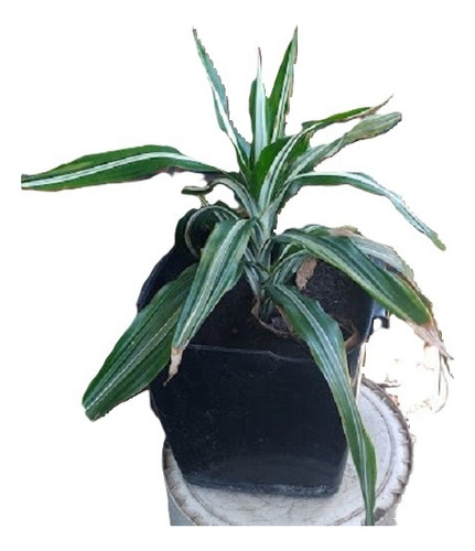 Palmera Dracena