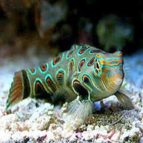 Peixe Marinho Mandarin Spotted