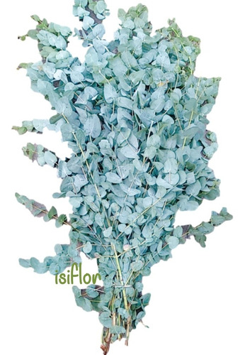 Imagen 1 de 7 de Eucalipto En Paquetes, Medicinal Decoración Isiflor