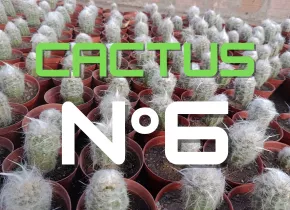 Cactus N°6