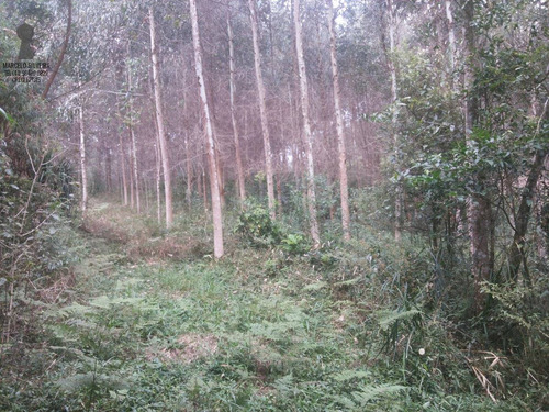 Chácara A Venda No Bairro Centro Em Bocaiúva Do Sul - Pr. - 369-1