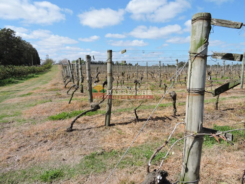 Imagen 13 de 16 de Campo, 7 Has, Cno Mendoza, Quinta En Producción Con Frente A Dos Caminos