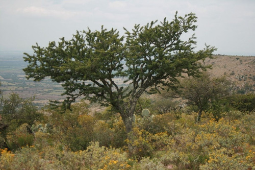 Imagen 13 de 30 de Terreno Campestre En Venta En Palo Colorado - San Miguel De
