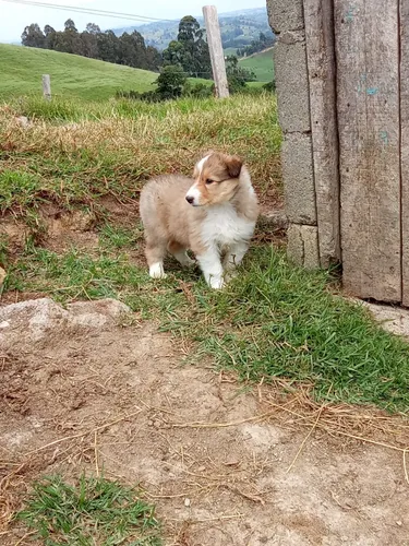 Cachorra Pastor Collie Pura Raza Medellín Animal Pets