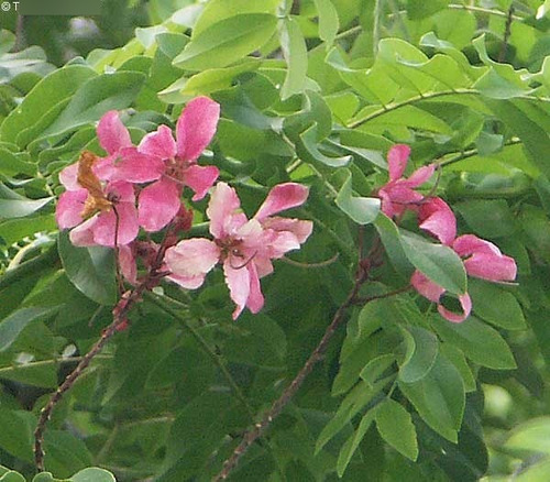 10 Semillas De Casia De Java - Cassia Javanica Codigo 802