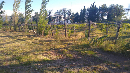 Imagen 18 de 30 de Espectacular Campo Con Loteo, House Restaurante Y Viñedos