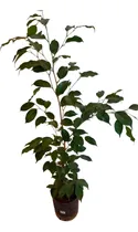Comprar Ficus Benjamina Arbol Para Macetas Y Jardines 