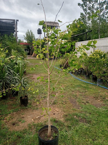 Imagen 5 de 10 de Arbol Ginkgo Biloba Original Japonés - E.gratis Caba Y Gba