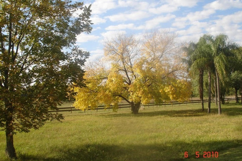 Imagen 25 de 30 de Quinta Cítrica 190 Has. Federacion - Entre Rios