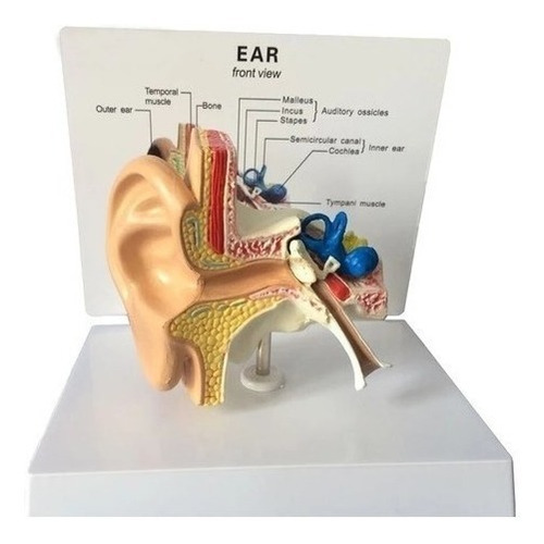Modelo De Anatomía Del Oído Humano 1:1 El Oído Central Y Ext