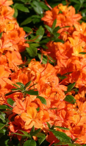 Azaleas Enanas Color Naranja Espectacular!!!! | Cuotas sin interés