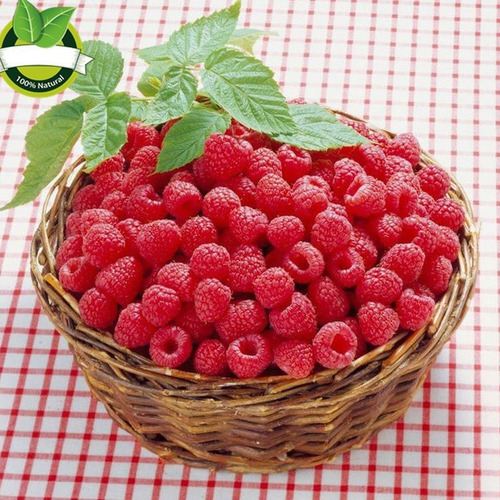 Imagem 6 de 7 de 15 Sementes De Framboesa Gigante Red Raspberry Rubus P/mudas