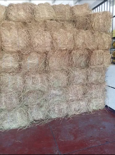 Pacas De Pasto Homedicula