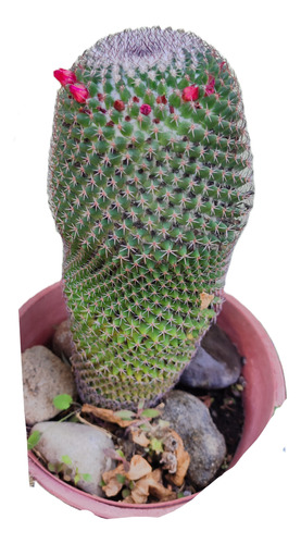 Cactus Mammilleria Con Maceta 5 Años De Crecimiento 