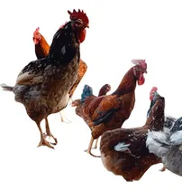 Comprar Ovos Galados 16 Unidades Galinha Raça Gsb Balão Sertanejo