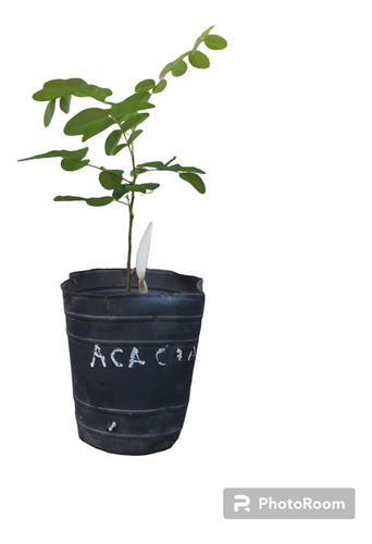 Plantin De Falsa Acacia (robinia Pseudoacacia)