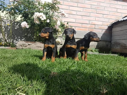 Doberman Aleman Envios Y Entregas A Todo El Pais