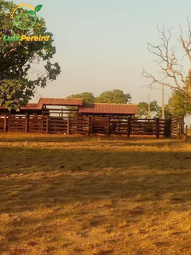 Imagem 11 de 11 de Fazenda À Venda Em Peixe - To - 1.390 Hectares (dupla Aptidão) - 1634