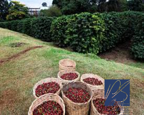 Imagem 1 de 1 de Fazenda - Fa00004 - 69234242