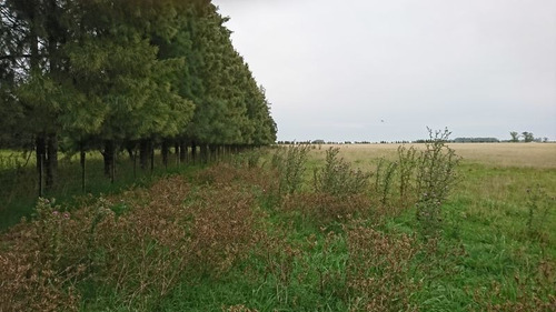 Imagen 9 de 11 de Venta Campo Ganadero Magdalena-pcia De Buenos Aires