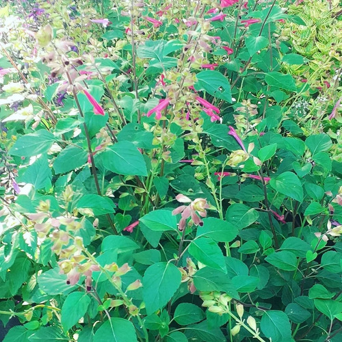 Salvia Roja 3lts