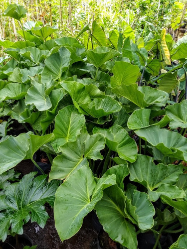 Colocasia Esculenta - Oreja De Elefante - Palustre - M 10lts