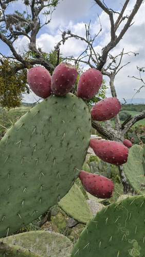 500 Semillas Nopal Tunero Mas De 7 Variedades, Nv