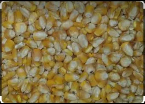 Maíz Amarillo Sacos 50kg