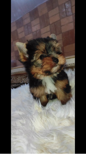 Yorkshire Terrier Hembra Mini 