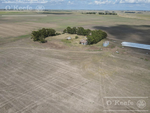 Campo De 380 Has En Coronel Pringles. 100 % Agrícola - Sobre Ruta !