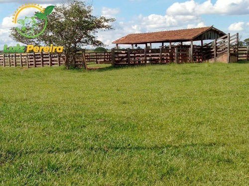 Imagem 5 de 7 de Fazenda À Venda Em Ribas Do Rio Pardo - Ms - De 411 Alqueires (pecuária) - 1744