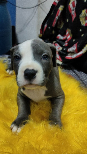 Imagem 1 de 3 de Filhote Pit Bul Blue Nose