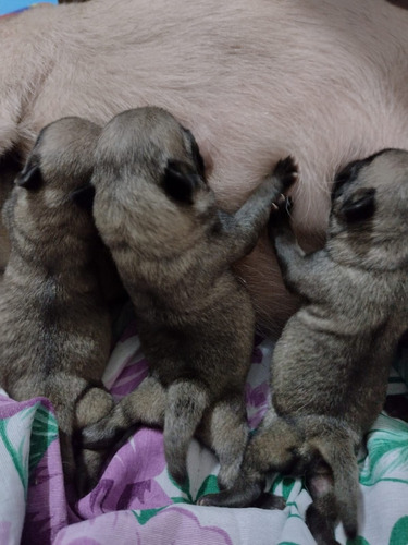 Imagem 9 de 9 de Filhote De Pug Para Reserva