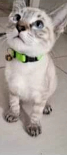 Gatinho Siamês Tabby Point Macho 4 Meses Lindão