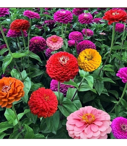 Semilla Zinnia Gigante De California- As- Origen Holanda